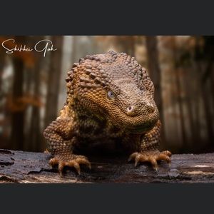 Meet your Posher, Frank